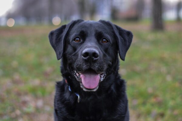 Attractive Black Labrador Sitting Wall Mural