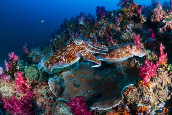 Dark Cuttlefish Wall Mural