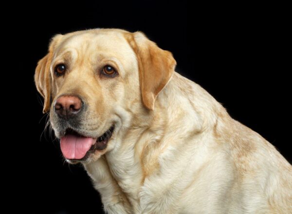 Charming Labrador Retriever Dog Wall Mural