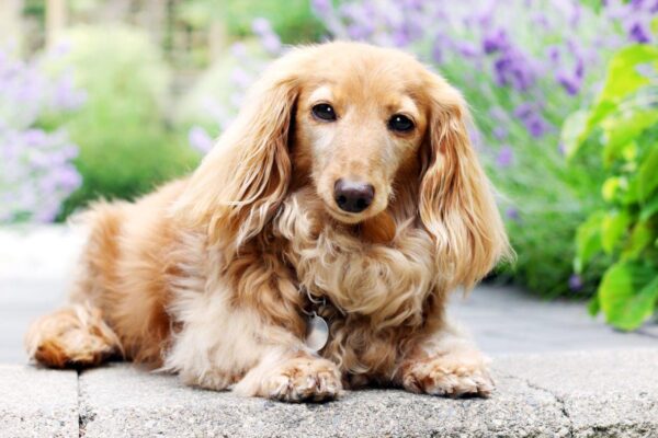 A Dachshund Dog Wall Mural