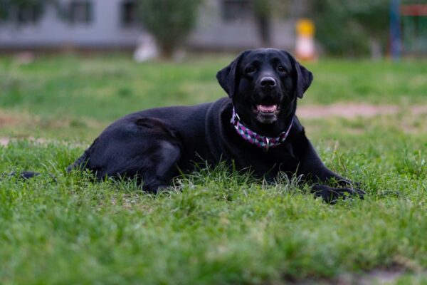 Cute Black Labrador Resting Wall Mural