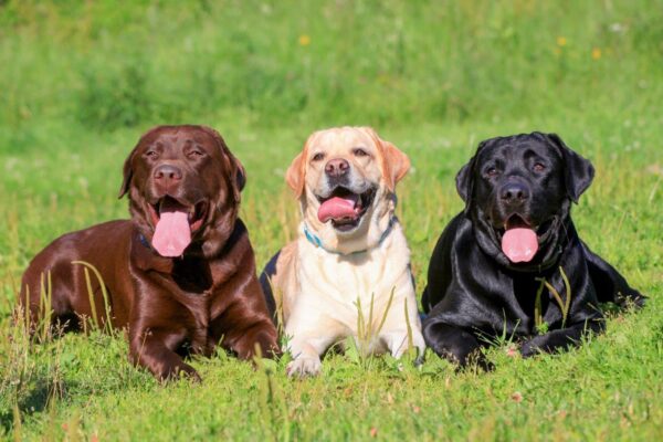 Happy Three Labrador Retrievers Wall Mural