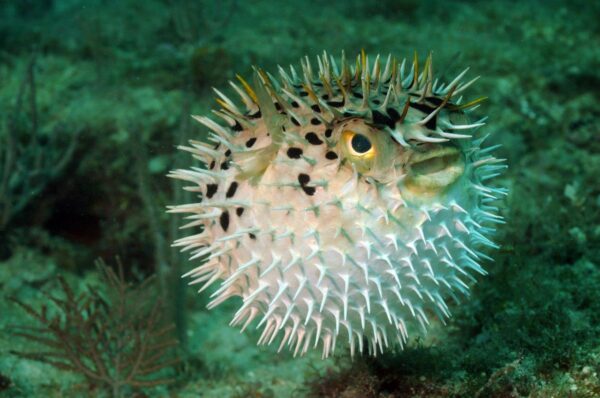 Danger Puffer Fish Wall Mural