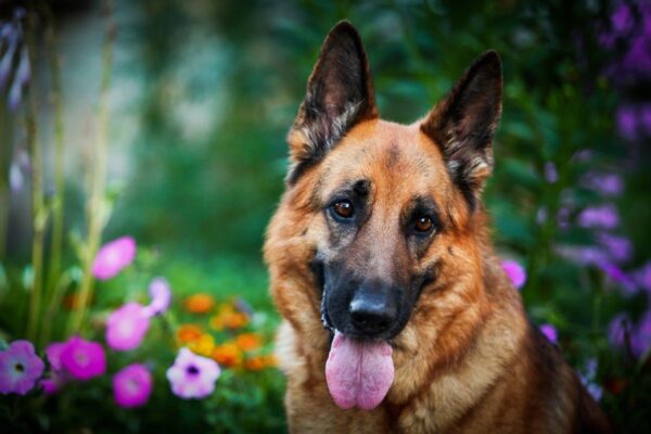 Nice and Innocent German Shepherd Dog Wall Mural