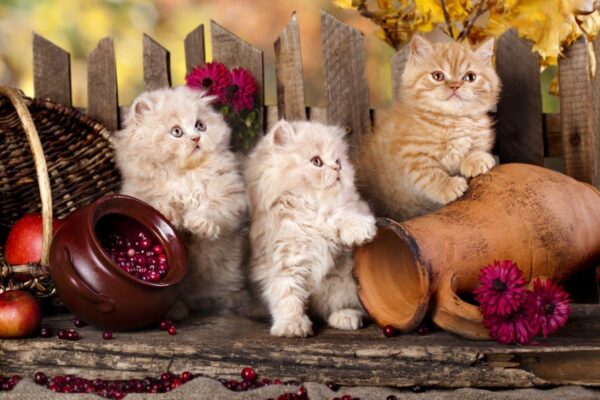 Gorgeous Persian Kittens Wall Mural