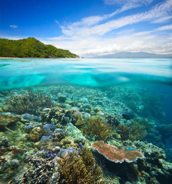 Underwater Coral Fishes Wall Mural