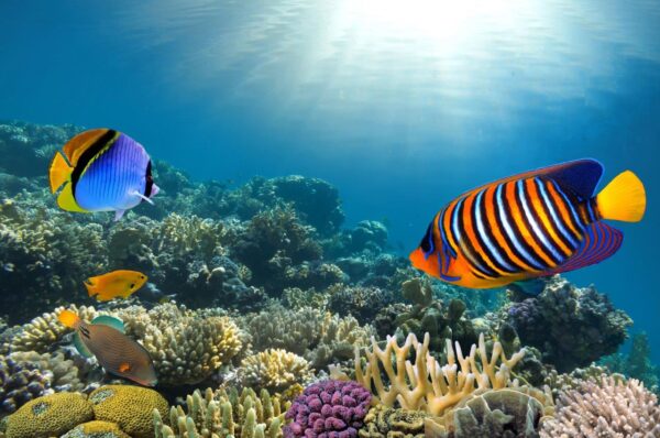 Bright Coral colony in Reef Wall Mural