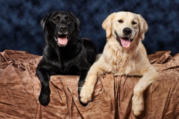 Happy Labrador and Golden Dogs Wall Mural