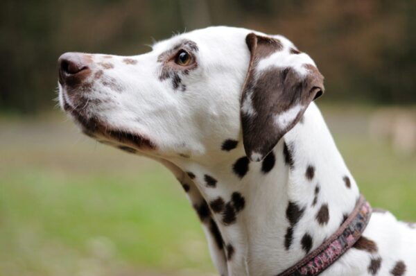 Dalmatian dog