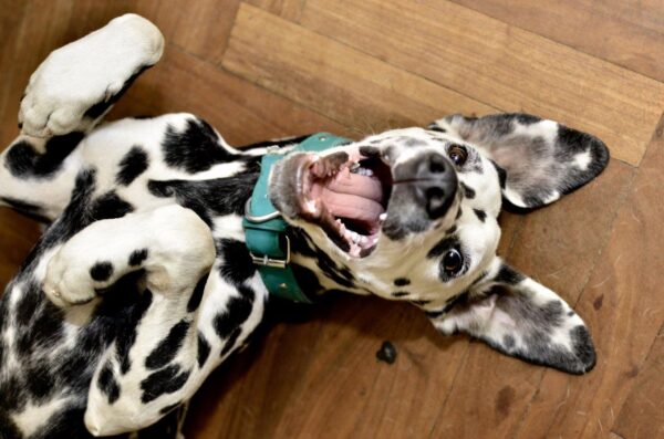 Dalmatian Dog Smiling Wall Mural