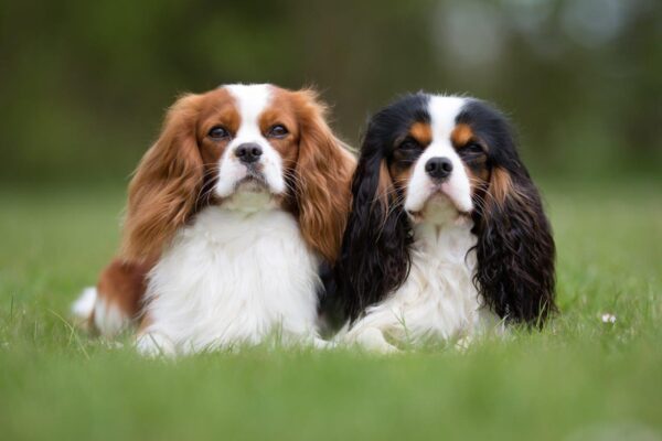 Beautiful Charles Spaniel Dogs Wall Mural