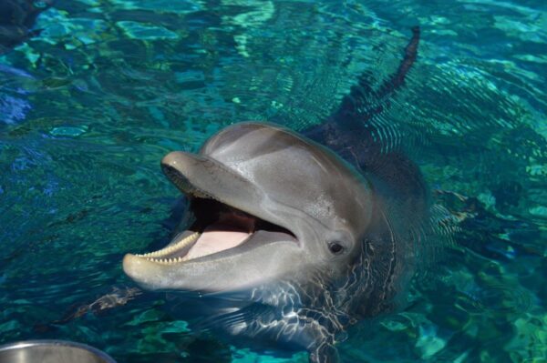 Happy Dolphin Wall Mural