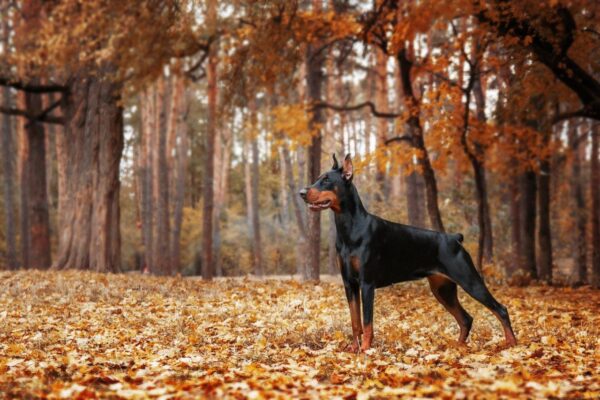 Attractive Black Doberman Wall Mural