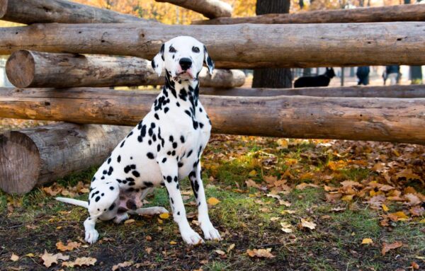 Dalmatian Lying Near Logs Wall Mural