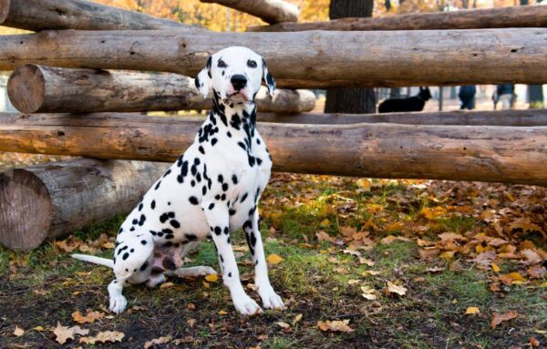 Dalmatian Lying Near Logs Wall Mural