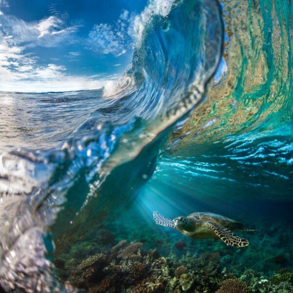 Wild Sea Turtle Floating Wall Mural