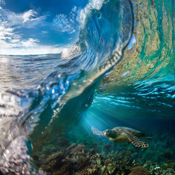 Wild Sea Turtle Floating Wall Mural