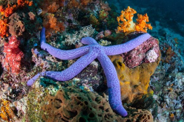 Colorful Reef in Indonesia Wall Mural