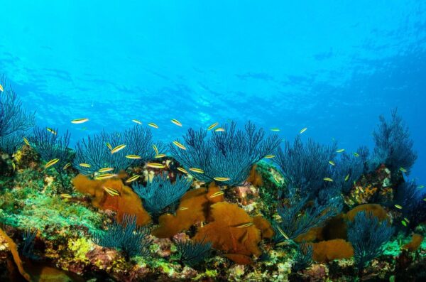 Beautiful Sea of Cortez Wall Mural