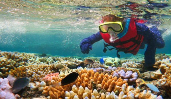 Snorkeling Dive in Great Barrier Wall Mural