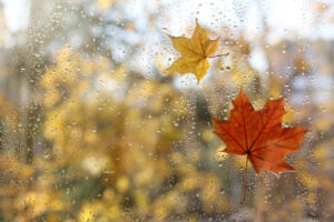 Love Raindrops on the Window Wall Mural