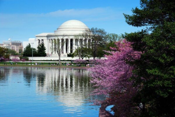 Blossom Washington DC Wall Mural