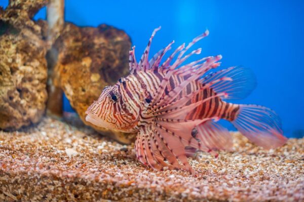 Bright Lion Fish Wall Mural