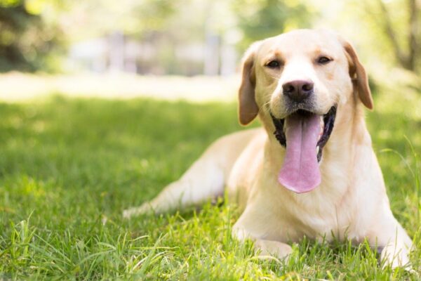 Elated White Labrador Dog Wall Mural