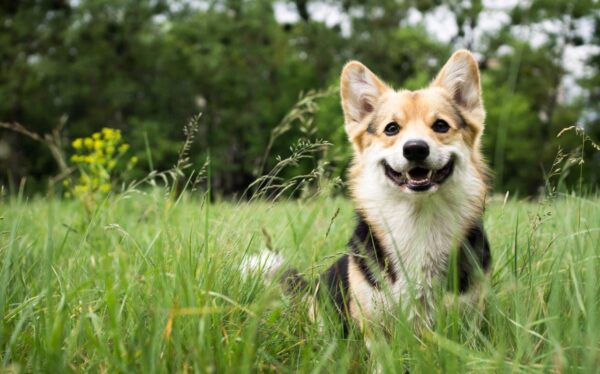 Happy Welsh Corgi Wall Mural