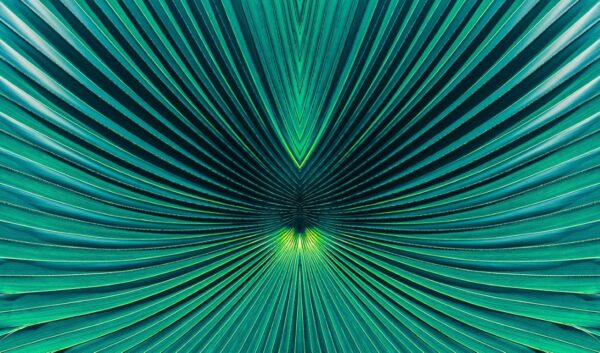 Tropical Palm Leaf Wall Mural