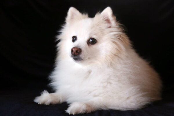 Adorable White Pomeranian Dog Wall Mural