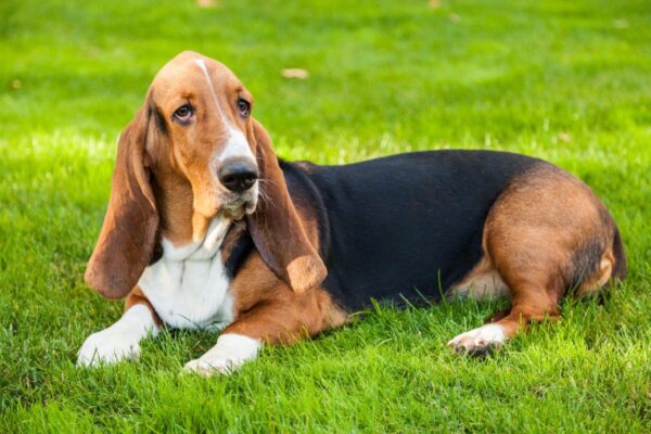 Lazy Basset Hound on the Grass Wall Mural