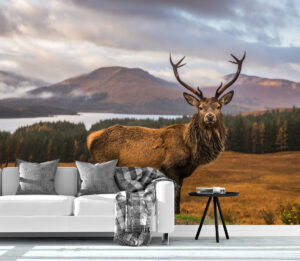  Free and Wild Scottish Stag Wall Mural
