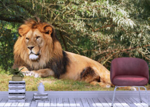 Lazy Male Lion Resting Wall Mural