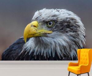 Scary Look of Bald Eagle Wall Mural