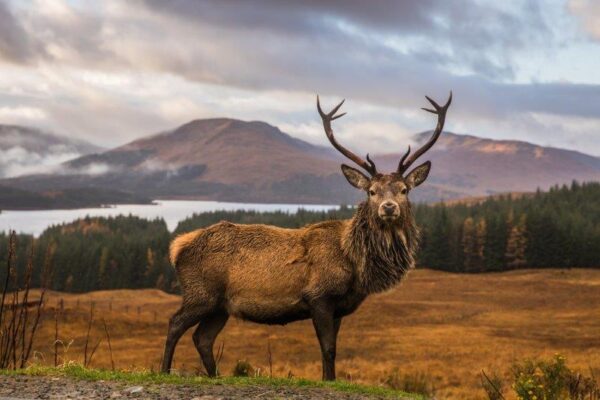  Free and Wild Scottish Stag Wall Mural - Image 2