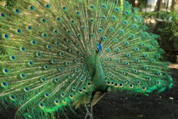 Peacock Beautiful Green Feathers Wall Mural - Image 2