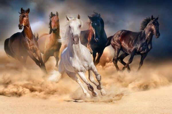 Horse Herd in Desert Wall Mural - Image 2