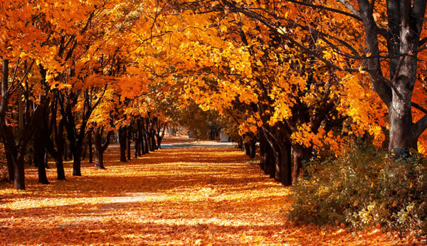 Beautiful-Autumn-Trees-Wall-Mural