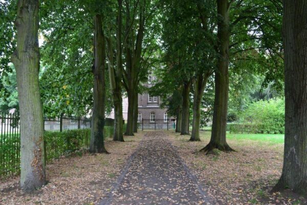 Big Linden Trees At Mont Cesar Wall Mural