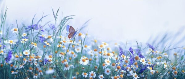 wild flowers, chamomile, purple wild peas, butterfly, morning haze