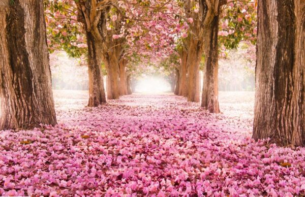 The romantic tunnel of pink flower trees