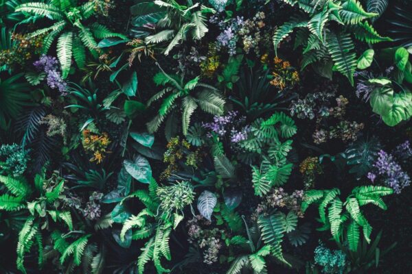 vertical garden with tropical green leaf