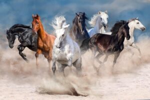 Horse herd run fast in desert storm Wall Mural