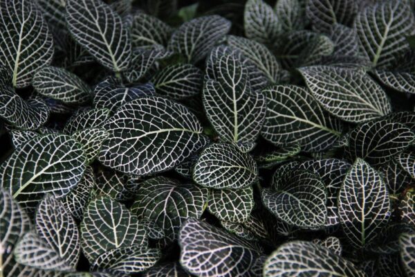 Natural Botanical Green Leaves