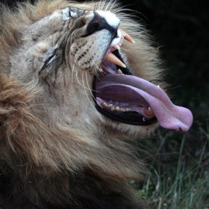 A big male lion showing his teeth
